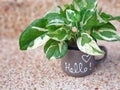 houseplant in small pot on terrazzo floor