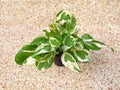 houseplant in small pot on terrazzo floor