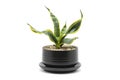 Houseplant. Snake Plant in a black ceramic potted plant on a white background