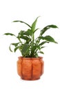 Houseplant spathiphyllum chopin in flowerpot