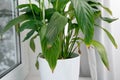 Houseplant Spathiphyllum commonly known as spath or peace lilies leaf tips turning brown.