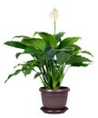 Houseplant - Spathiphyllum floribundum Royalty Free Stock Photo