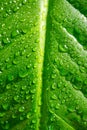 Houseplant - Spathiphyllum floribundum - Peace Lily. Water droplets on the green leaves with selective focus. Water Royalty Free Stock Photo