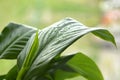 Houseplant - Spathiphyllum floribundum - Peace Lily. Water drops on leaves of a Spathiphyllum macro Royalty Free Stock Photo