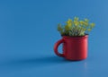 Houseplant Succulent in a Cup on Blue Background.