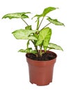 Houseplant Syngonium