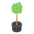 Houseplant tree icon, isometric style Royalty Free Stock Photo