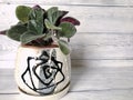 houseplant violet growing in a clay pot on a gray background