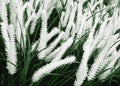 Houseplant with white panicles,