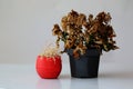 The houseplant wilted. Two withered flowers in vases