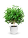 Houseplant - yang myrtle a potted plant isolated over white