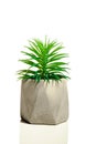 Houseplant - yang sprout a potted plant isolated over white small green plan