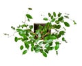 Houseplant - young Ficus benjamina a potted plant isolated over white top view