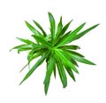 Houseplant - Yucca elephantipes a potted plant isolated over white top view Royalty Free Stock Photo