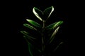 Houseplant Zamioculcas isolated on a black background. Copy space.