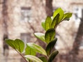 Houseplant Zamioculcas is on the windowsill. Blurred background, bare trees, houses