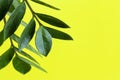 Houseplant Zamioculcas on yellow background