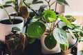 Houseplants arranged on a metal plant stand.