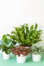 Houseplants Asplenium nidus, peperomia and fittonia in flowerpot Royalty Free Stock Photo