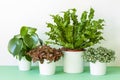 Houseplants Asplenium nidus, peperomia and fittonia in flowerpot Royalty Free Stock Photo