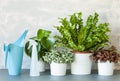 Houseplants Asplenium nidus, peperomia and fittonia in flowerpot Royalty Free Stock Photo