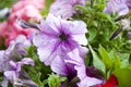 Houseplants. blooming pink petals. flower with open buds. petunia. bright purple color flower. flowerbed in summer. spring beauty