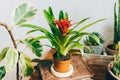 Houseplants. Bromelia Guzmania, ficus and succulent. Exotic potted houseplants in stylish interior. Royalty Free Stock Photo