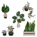 Houseplants, climbing plants in pots and wooden flower box.