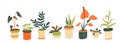 Houseplants collection. Different indoor plants in pots. Aloe, tropical trees, pilea. Trendy home decor, urban jungle