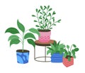 Houseplants composition. Different green exotic plants, succulents and ficuses. Colorful modern pots. Floriculture and