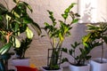 Houseplants in different designed flowerpots on a cabinet.