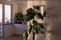 Houseplants in different designed flowerpots on a cabinet.