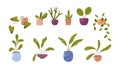 Houseplants, flowers in pots, potted home plants