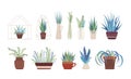 Houseplants, flowers in vases and pots flat vector illustrations set