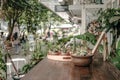 houseplants in front of the house, tropical plants