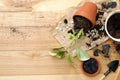 Houseplants and gardening tools on wooden table, flat lay Royalty Free Stock Photo