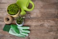 houseplants, green twine, gloves on wooden table, concept of Floral Aesthetics, indoor greenery and positive impact of plants on