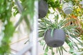 Houseplants in grey and white ceramic flower pots on wooden shelves hanging on a white wall