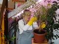 Houseplants grow under artificial lighting in a private house in winter. The woman looks after and admires the plants. Plant Royalty Free Stock Photo