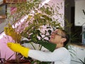 Houseplants grow under artificial lighting in a private house in winter. The woman looks after and admires the plants.Plant Royalty Free Stock Photo