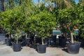 Houseplants growing business. External side of big greenhouses or nursery with potted outdoor big and small plants stand