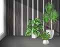 Houseplants Indoor Background