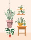 Houseplants in macrame hanger and shelfs