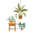 Houseplants on macrame hangers and table