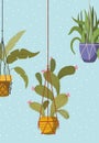 Houseplants in macrame hangers