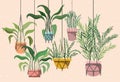 Houseplants in macrame hangers