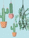 Houseplants in macrame hangers