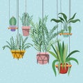 Houseplants in macrame hangers