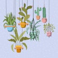 Houseplants in macrame hangers