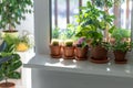 Houseplants - Mammillaria cactus, flowering Saintpaulia mini, Epipremnum, Ficus pumila in terracota clay pot on windowsill at home